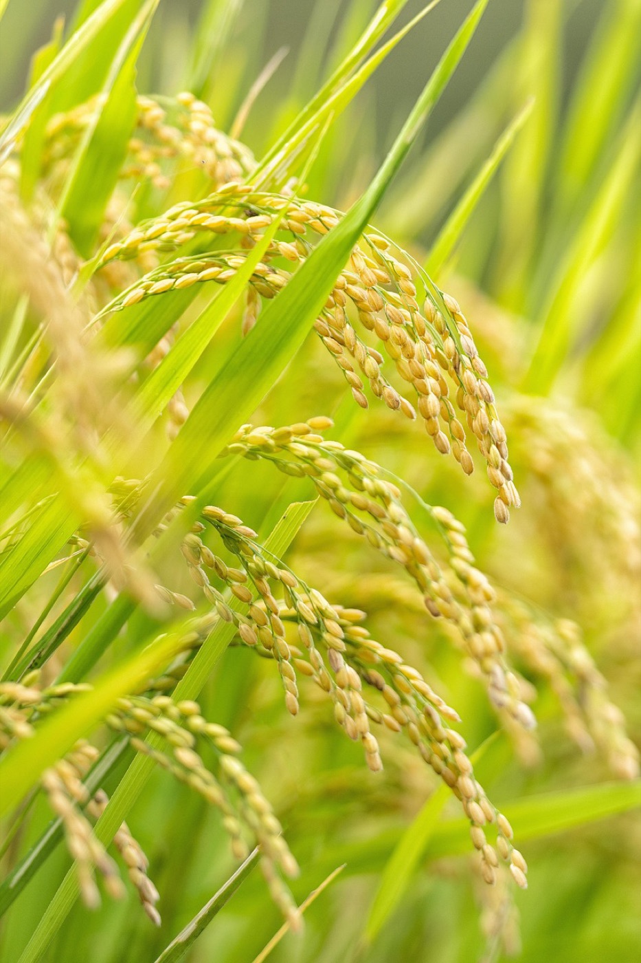 Ripe rice ears