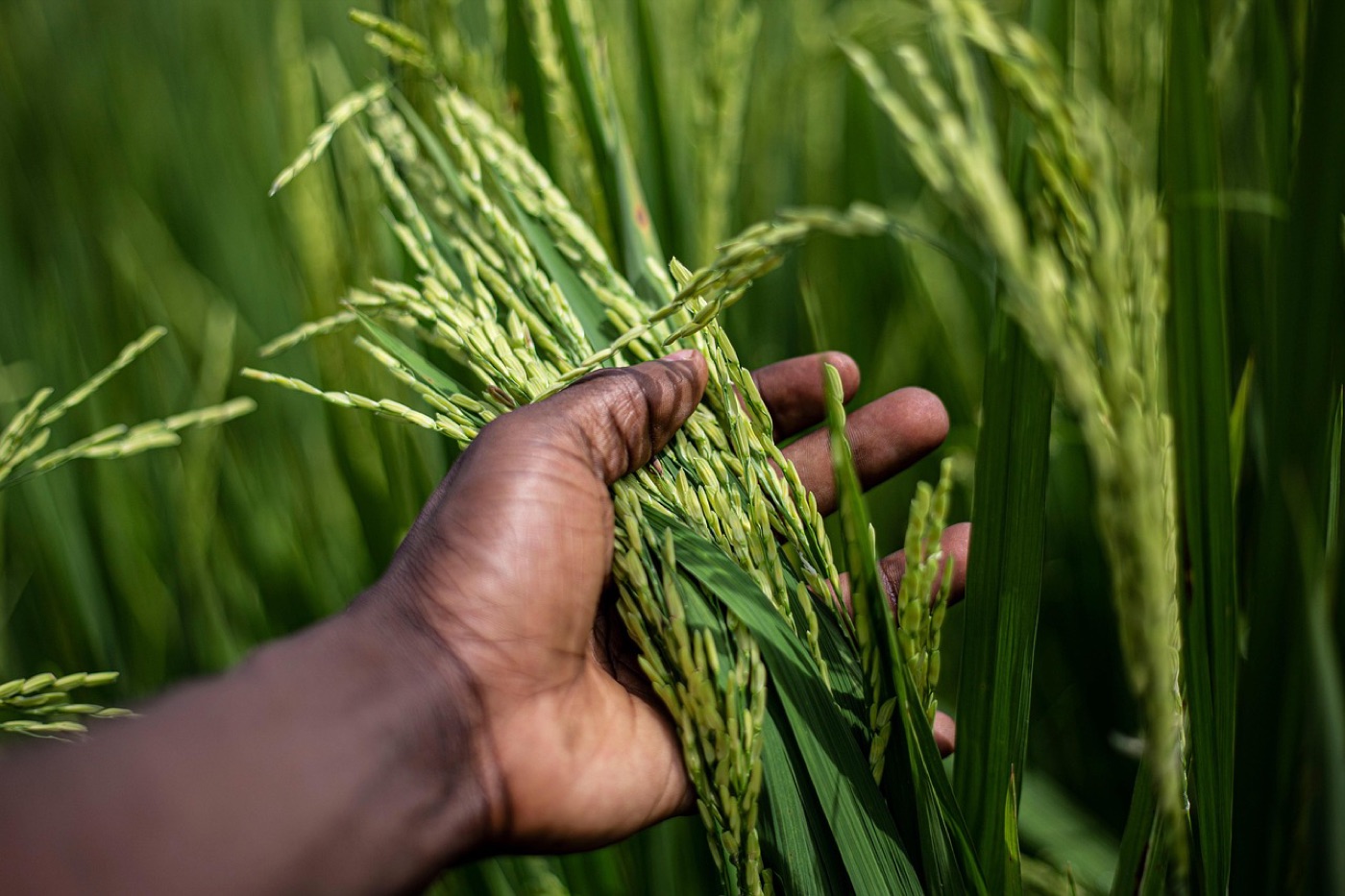 A hand holding rice on the stalk