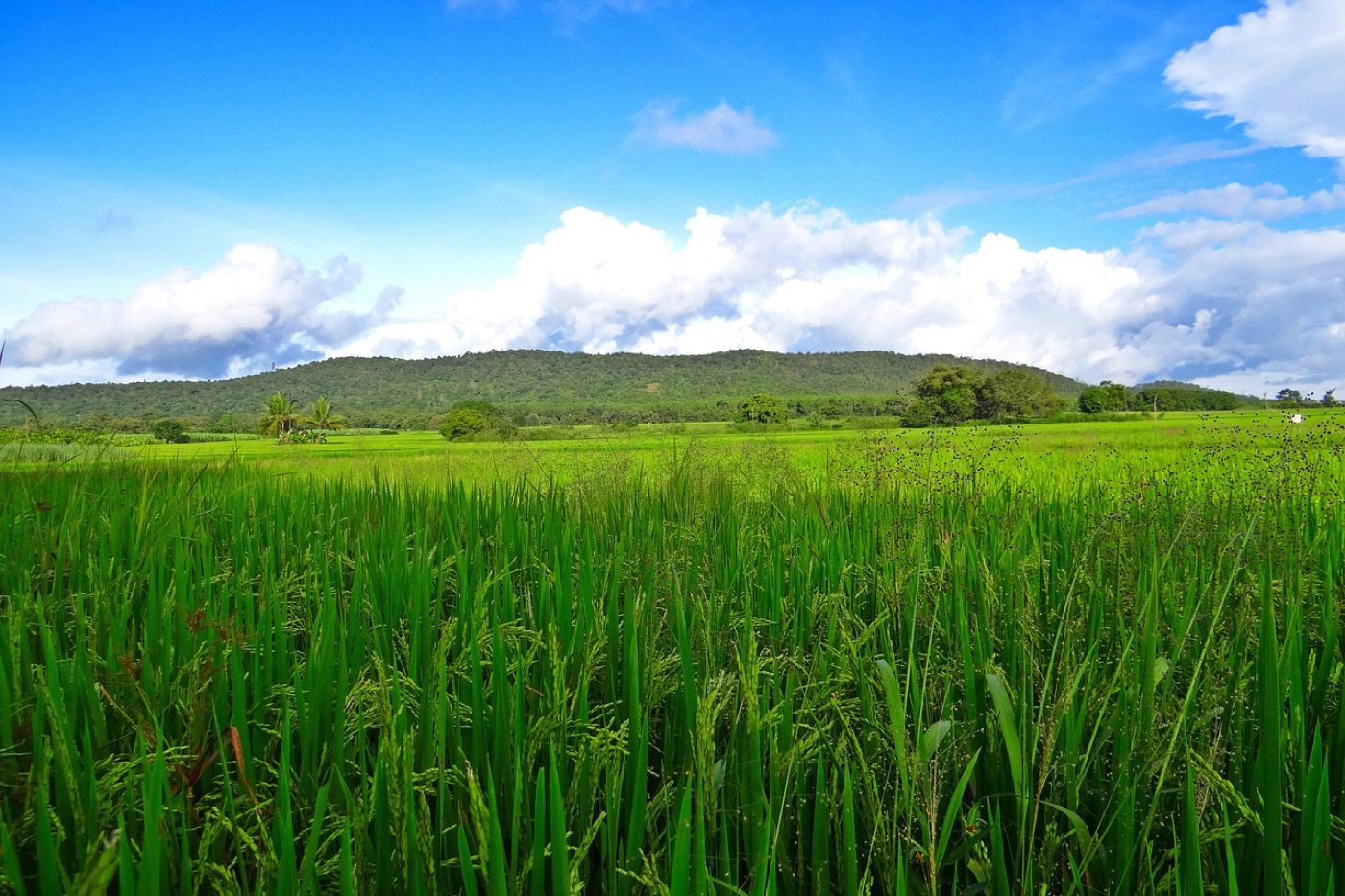 Rice paddy in Maharashtra